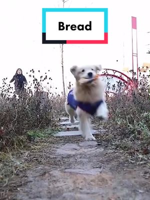 A post by @pet.dictionary on TikTok caption: Steal bread 🥖 #dog #dogoftiktok #dogstory #animal #foryou #fyp