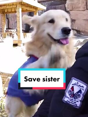 A post by @pet.dictionary on TikTok caption: Save sister #dog #dogoftiktok #dogstory #animal #foryou #positive #fyp