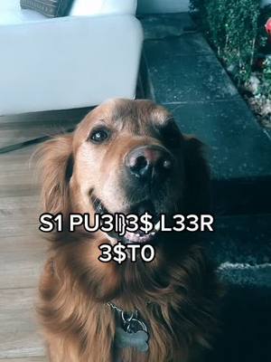 A post by @golden_forest_56 on TikTok caption: Pudiste leerlo?? 👀💙 Cd: @germanshepherd7 🤍🥰 #fyp #parati #golden_forest_56 #followme #viral #foryou