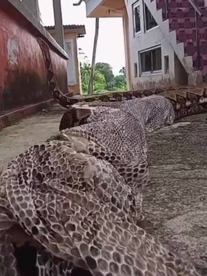 A post by @animalpet94 on TikTok caption: snake skin 🐍#fyp #animals #animal #snake #reptiles