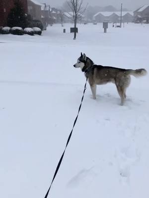 A post by @blade_wofwof on TikTok caption: I love how blade was my lookout 😂 #partnersincrime #snow #freezing