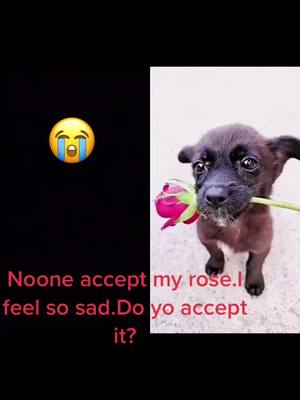 A post by @happyhour201413 on TikTok caption: #duet with @megan.doggy