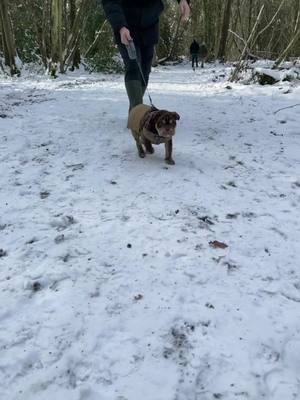 A post by @life.of.fred.and.barney on TikTok caption: Barney’ first walk 🐶💓 #barneythebulldog #dogsoftiktok #puppy #viral #englishbulldog #fyp