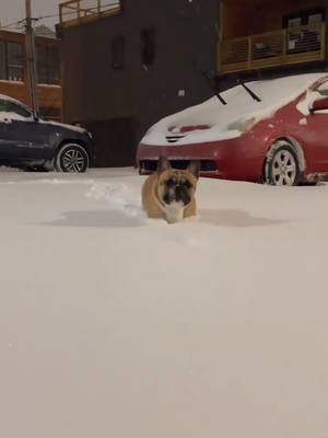 A post by @myrouxmate on TikTok caption: Snow plow reporting for duty #loveyourinsecurities #melaninmagic #frenchie #snowday #snowday2021 #snowstorm