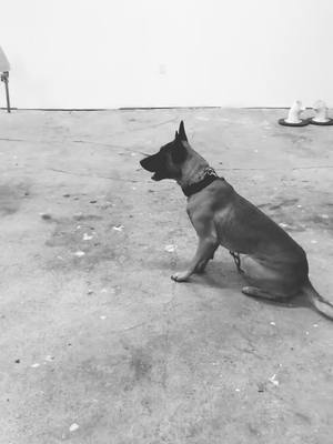 A post by @soulessthemal on TikTok caption: Souless! 😍#workingdogs #belgianmalinois #soulessthemal