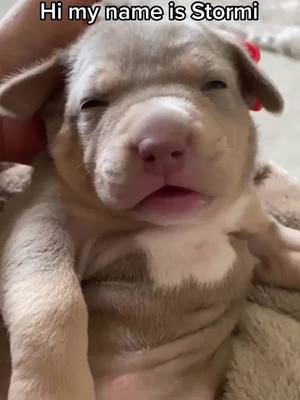 A post by @ajb_elitebullys on TikTok caption: Meet Stormi❤️ #americanbully #american #stormi #ajbelite #ajbelitebullies #uk #pup #foyou #fyp #hyperdoggy