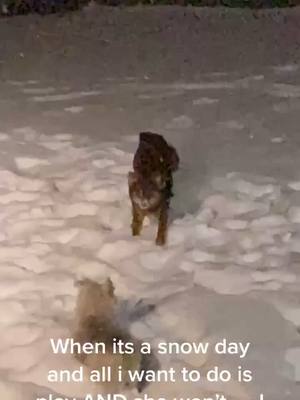 A post by @msgurl28 on TikTok caption: Mini Aussie snowman fun when your sis won’t play! #miniaussie #snorkie #miniaussiepuppy #miniaussieoftiktok #snorkiesoftiktok