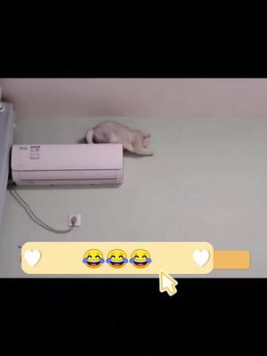 A post by @funnygoodthingg on TikTok caption: 😂😂😂,wow #fyp #foryou #funny #goodthing #cat #cats