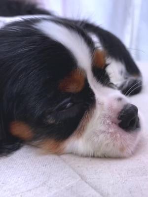 A post by @cavalierkingcharlesparis on TikTok caption: Like mother like daughter #cavalierkingcharles #cavalierkingcharlesspaniel #foryou #foryourpage #foryoupage #foryourlike #blackeyedpeas