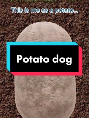 A post by @pacothegrouch on TikTok caption: Just some silliness. We are potatoes now Ib: @mrzimmermusic #pacothegrouch #mifamilia