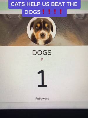 A post by @dogs_vs_cats2 on TikTok caption: #cats #dogs #catsvsdogs @dogs_vs_cats1 #fyp #foryou #foryoupage