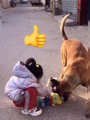 A post by @petsbaby on TikTok caption: I love the dog 🐕 👍👍#dogs #dogsofttiktok #foryoupage