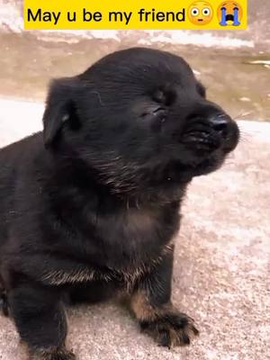 A post by @petsdoggood on TikTok caption: #abandoned #baby #puppy