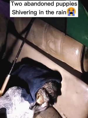 A post by @petsdoggood on TikTok caption: #puppy #abandoned #dogs #doglovers