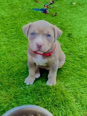 A post by @ajb_elitebullys on TikTok caption: that’s just my baby dog#americanbully #pup #uk #foyou #fyp #ajbelite #puppylove #puppylove #cutenessoverload😍😘