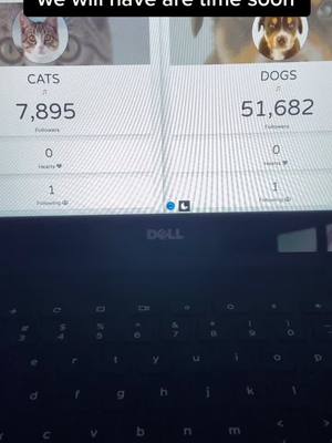 A post by @dogs_vs_cats2 on TikTok caption: #cats #dogs #catsvsdogs #fyp #foryou #foryoupage @dogs_vs_cats1