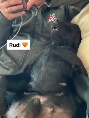 A post by @_tally_tally_ on TikTok caption: Couldn’t have chosen a better family for Rudi #DoTheScottsSlide #fostersoftiktok #ItWasntMe #TurboTaxLivePick6 #TrulyGlowingSelfieLove #fosterdog