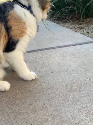 A post by @thecalicotwinkittens on TikTok caption: Little Callie with her baby stick 😂❤️ #callie #calicotwins #foryou #fyp #fypシ #meow #Love #foryoupage #kittensoftiktok #baby #kittenlove #meow #stick