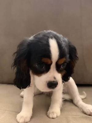 A post by @cavalierkingcharlesparis on TikTok caption: Poop or fart? 😂😂😂 #cavalierkingcharlesspaniel #foryou #foryourlike #cavalierkingcharles #foryourpage #cutepuppy #dog