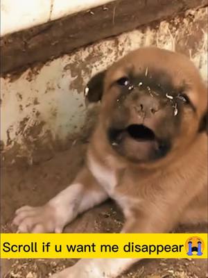 A post by @petsdoggood on TikTok caption: #doglovers #abandoned #puppy