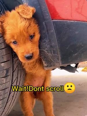 A post by @petsdoggood on TikTok caption: #puppy #abandoned #doglovers #dogsoftiktok