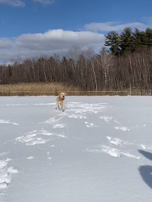 A post by @thelifeofbandcconnolly on TikTok caption: eating snow has its price ☝🏼#puppy #fyp #brainfreeze #goldenretrieverlife