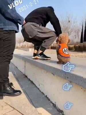 A post by @tigerhan001 on TikTok caption: Do you like the puppy dog ? #dog #funny #dogsoftiktok