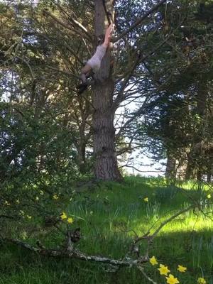 A post by @shoegremlin on TikTok caption: I would rate almost falling out of this tree a solid 7/10