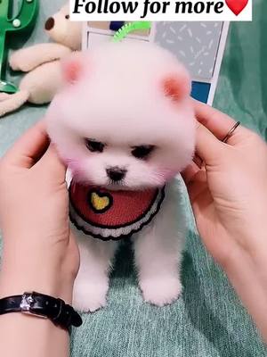 A post by @bennn116 on TikTok caption: Am I cute? #pet #dog #puppy #fyp #foryou