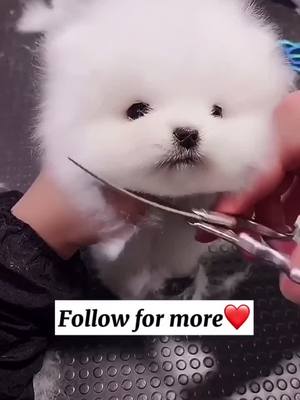 A post by @bennn116 on TikTok caption: Am I cute? #pet #dog #puppy #fyp #foryou