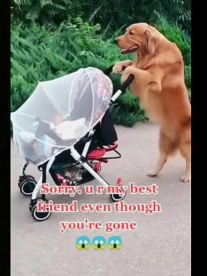 A post by @icatdog520 on TikTok caption: #duet with @icatdog521 He can grow up with you, but he can't grow old with you. #pet #dog #foryou 💔💔💔 so sad