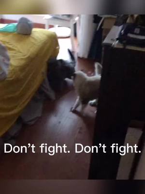 A post by @tiger.mir on TikTok caption: #cat #fyp they fight when are not careful