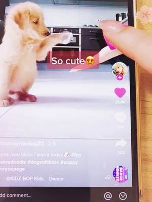 A post by @wuto2334 on TikTok caption: #amazing #cute #pets #dogs #catcup #magic 😉😉