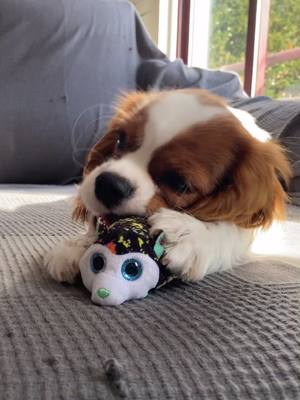 A post by @cavalierkingcookie on TikTok caption: Promete?🥺#fyp #foryou #foryoupage #cachorro #caes #animais #dogs #pet #cavalier #fofo #cute #portugal #brasil