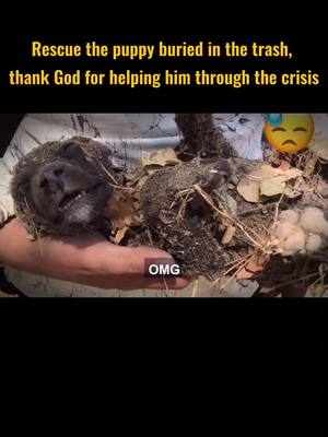 A post by @shorttv_syysdt2 on TikTok caption: #rescuedog #dog #rescue #fyp #foryou