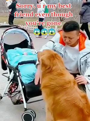 A post by @icatdog520 on TikTok caption: #greenscreenvideo Sorry. u r my best friend even though you're gone😱😱😱#foryou #dog #pet #cute