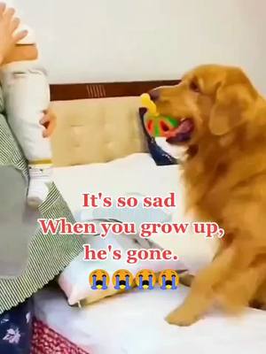 A post by @icatdog520 on TikTok caption: #greenscreenvideo It's so sad. When you grow up, he's gone. 😱😱😭😭😭😭 #cute #pet #dog