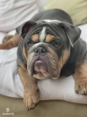 A post by @life.of.fred.and.barney on TikTok caption: Wassuppp #fredthebulldog #dogsoftiktok #puppy #viral #englishbulldog #fyp