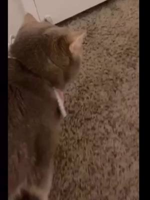 A post by @lijieren on TikTok caption: #duet with @smerkis23 OMG 😯 so cute 😻😻😯🐈#cat #cats #fyp #cute #catlover