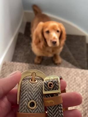 A post by @pawfect_penny on TikTok caption: How gorgeous are these friendship collars from @friendshipcollar 🥰🌟 #dogsoftiktok #PetsOfTikTok #foryoupage #foryou