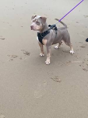 A post by @ajb_elitebullys on TikTok caption: STORMI🤎🐶 #americanbully #pup #6monthsoldnow #uk #foyou #fyp #ajbelitebullies #beach