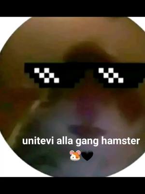 A post by @manux2.3 on TikTok caption: viva i criceti@federicoquellovero09 #criceto #hamsters🐹 #hamstergang