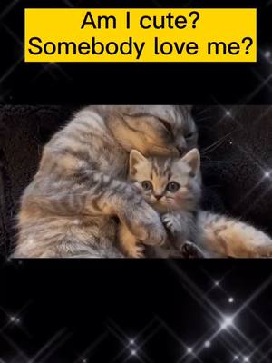 A post by @cherry_yoyo1 on TikTok caption: Do you love me?#cat #catsoftiktok #catlover #pets #cute