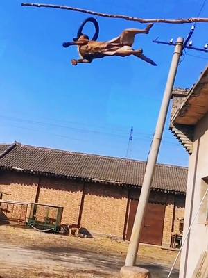 A post by @liuxingen5 on TikTok caption: #flyingdog #dogs #superdogs #pets #duet