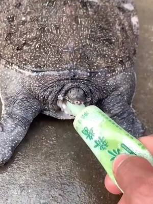 A post by @street.snap on TikTok caption: Tortoise, don't run. #toothpaste #Tortoise #happylife #funnyvideos