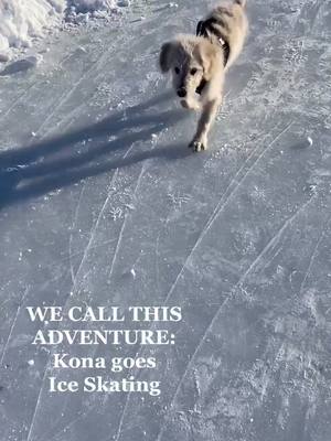 A post by @kona_doodle on TikTok caption: This is your sign to take your puppy ice skating. Will not disappoint. #puppytok#golden#goldendoodle#puppies#dogtok#doodle