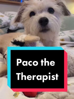 A post by @pacothegrouch on TikTok caption: Paco is a good listener he wants that therapist salary $$$ #pacothegrouch #dramaticmoments