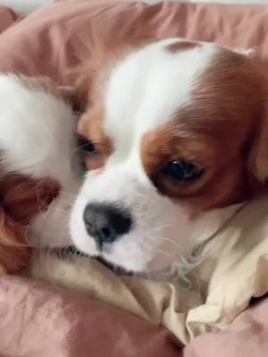 A post by @cavalierkingcharlesparis on TikTok caption: You love me? Yesss 😂 #cavalierkingcharlesspaniel #foryou #cavalierkingcharles #cutepuppy #foryourpage #dog