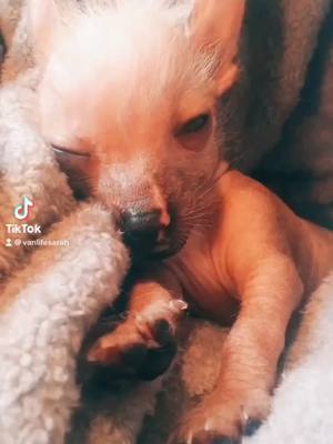 A post by @vanlifesarah on TikTok caption: A little throwback of baby nugget❤️ #cute #hairless #puppy #dog #fyp