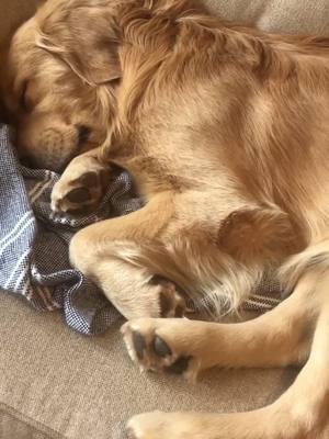 A post by @landothebrave on TikTok caption: Just trying to get some beauty sleep 💤  #itookanap #dogsoftiktok #goldenretriever #dailyfluff #sleepy